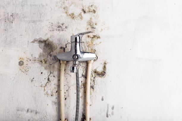 Reliable Willcox, AZ Mold Removal Solutions