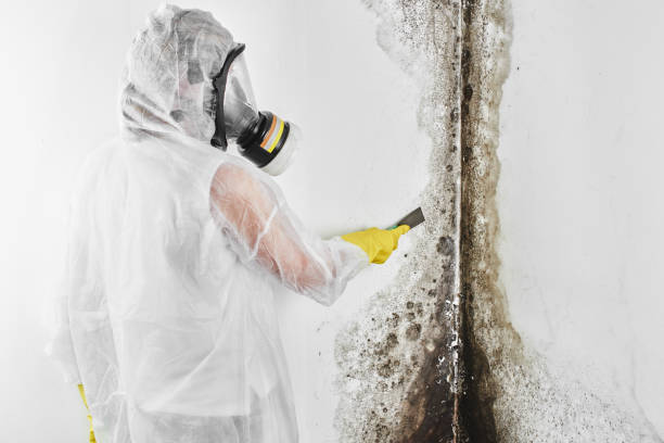 Best Mold Cleaning Services  in Willcox, AZ