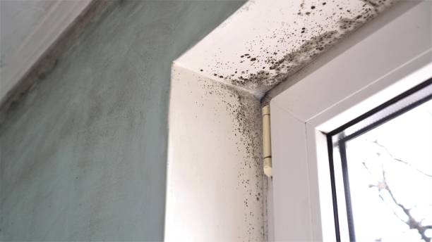 Best Black Mold Removal  in Willcox, AZ
