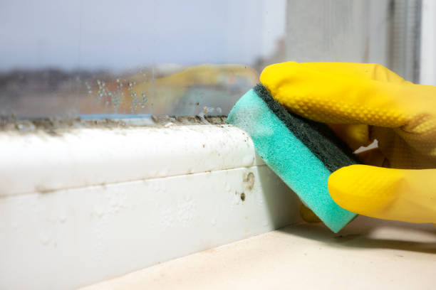 Best Mold Inspection  in Willcox, AZ