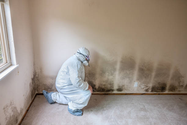 Best Emergency Mold Removal  in Willcox, AZ