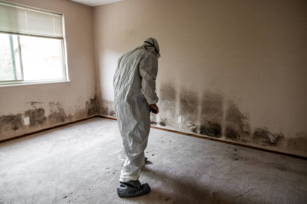 Mold Removal and Inspection in Willcox, AZ