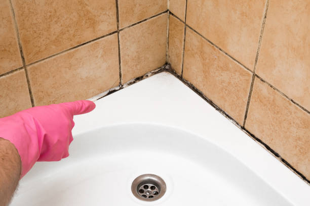 Best Mold Remediation  in Willcox, AZ